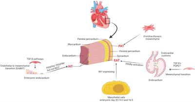 Mechanotransduction regulates inflammation responses of epicardial adipocytes in cardiovascular diseases